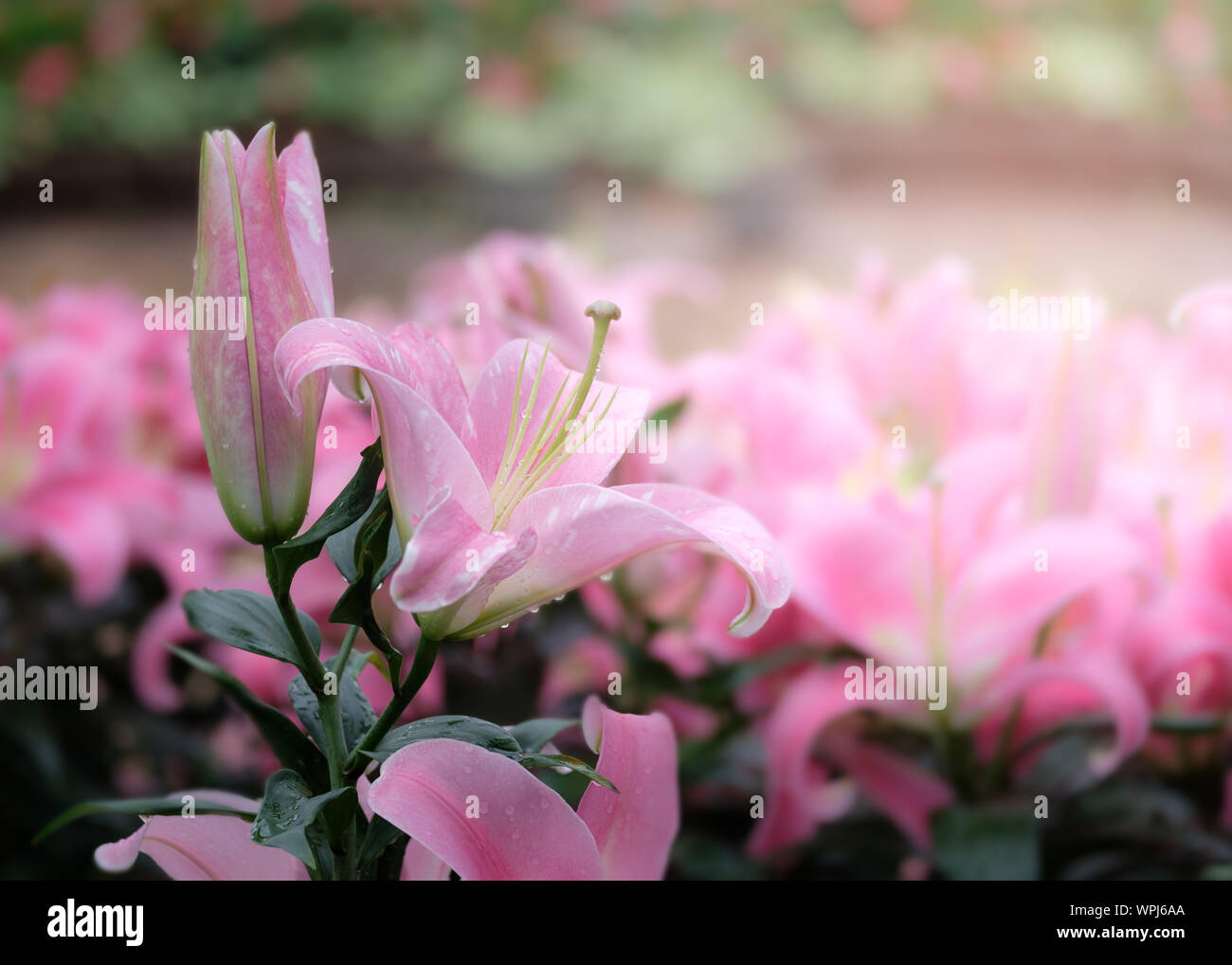 Schöne rosa Lilien im Garten. Stockfoto