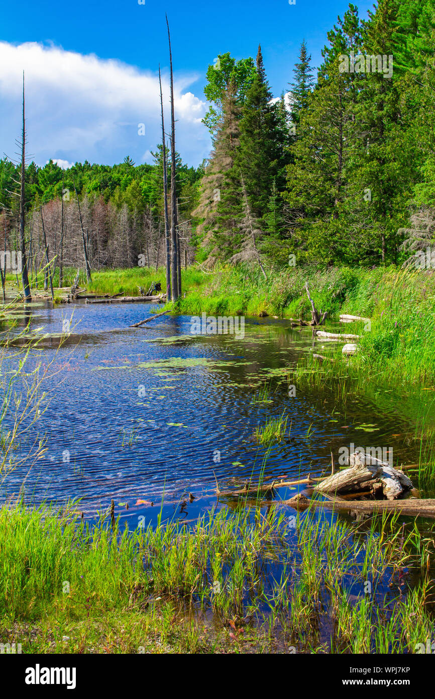 Ein Teich in einem Sumpf in krautigen Pflanzen bedeckt, mit dem Rand des Waldes sichtbar hinter sich. Stockfoto