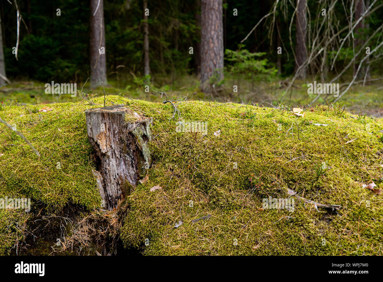 Nahaufnahme auf Moos im Wald, Hintergrund Stockfoto