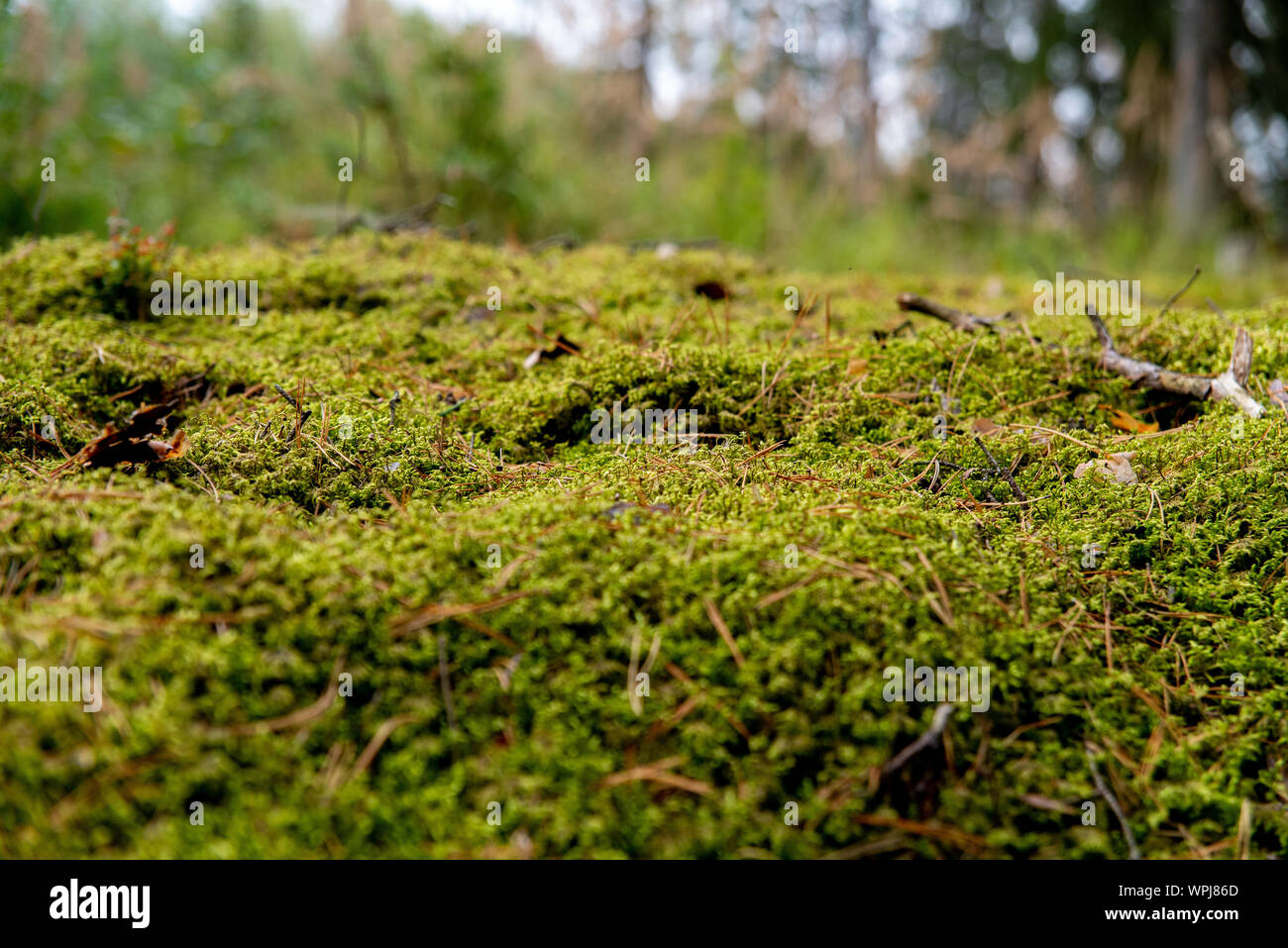 Nahaufnahme auf Moos im Wald, Hintergrund Stockfoto