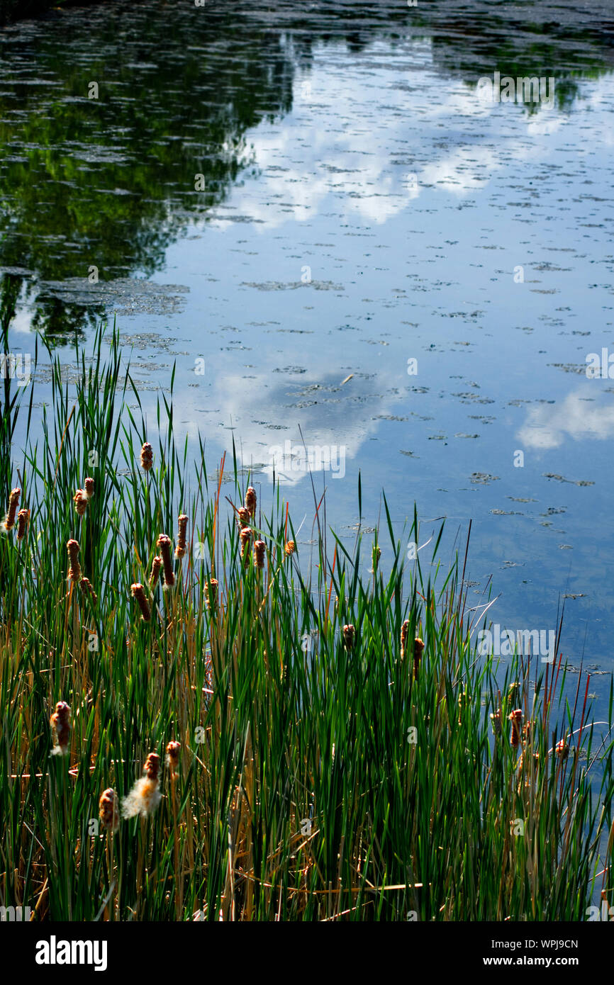 Ruhigen wasser Szene mit cattail Schilf im Vordergrund und reflektierte Wolken auf dem Wasser im Hintergrund Stockfoto