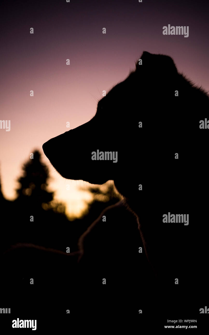 Silhouette einer Husky mutt Hund in einem Montana Hinterhof Stockfoto