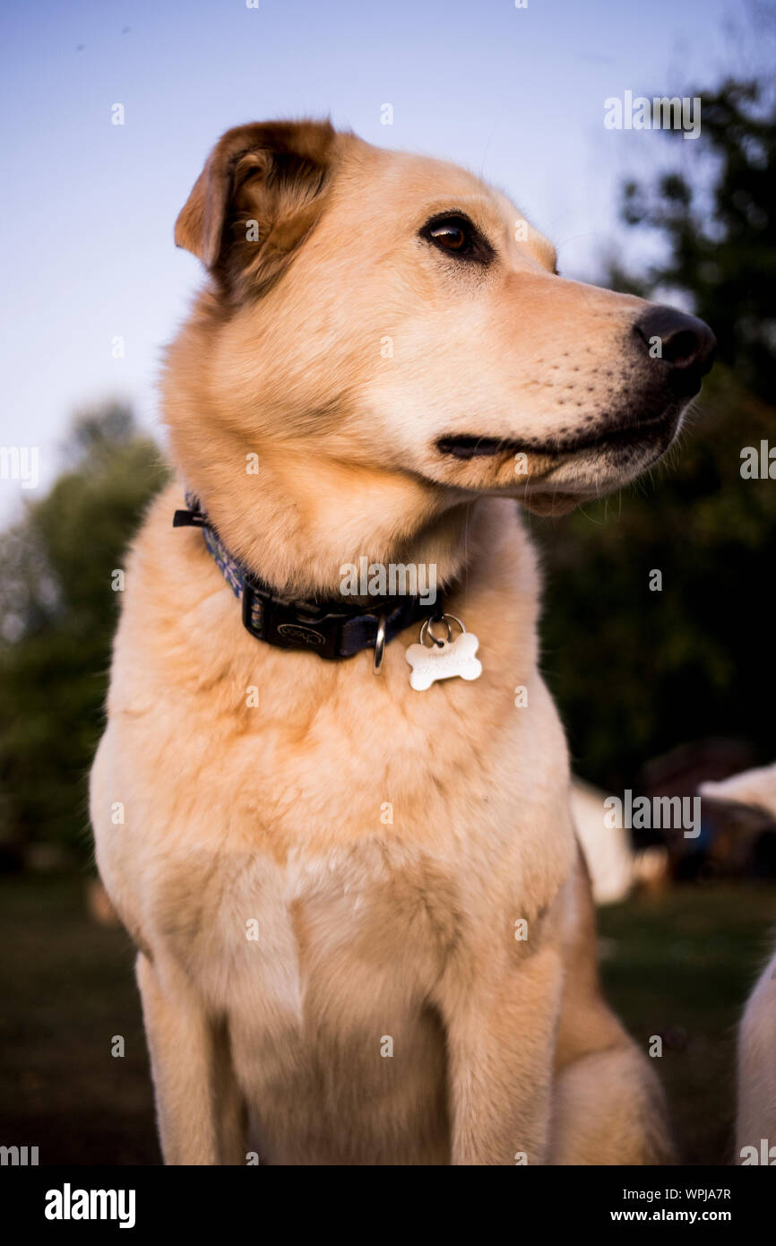 Ein husky mutt dog portrait in einem Montana Hinterhof. Stockfoto