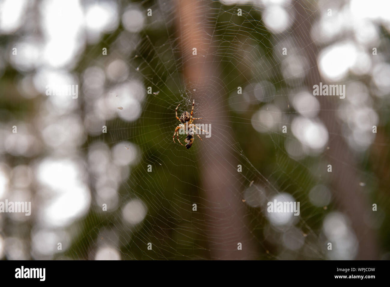 Spinnennetz im Wald, die Spinne eine Fliege gejagt Stockfoto