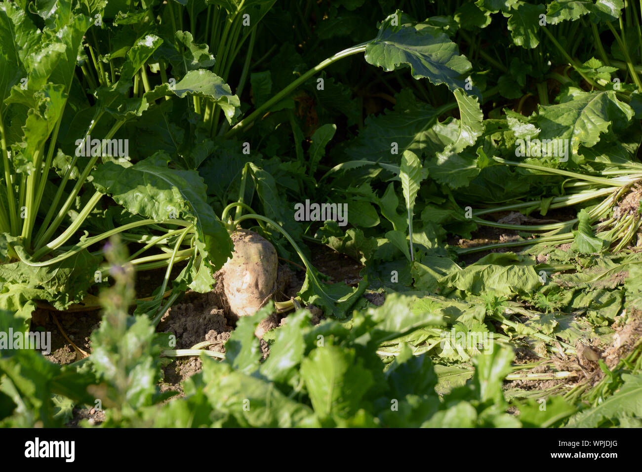 Reifen Zuckerrüben Wurzeln und Blätter in der Nahaufnahme, mangelwurzel Früchte auf dem Feld Stockfoto