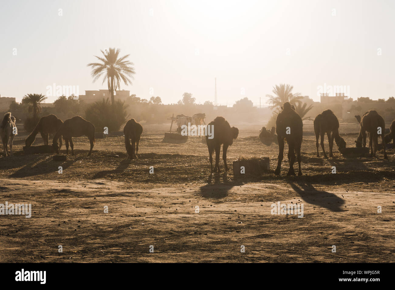 Silhouetten der Kamele in stabilen Stand gegen die Sonne auf Dünen Erg Chebbi in Marokko Stockfoto