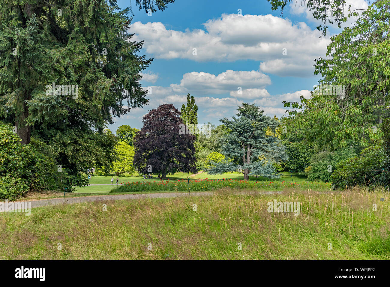Horse Shoe Rasen Bäume - Hever Castle Stockfoto