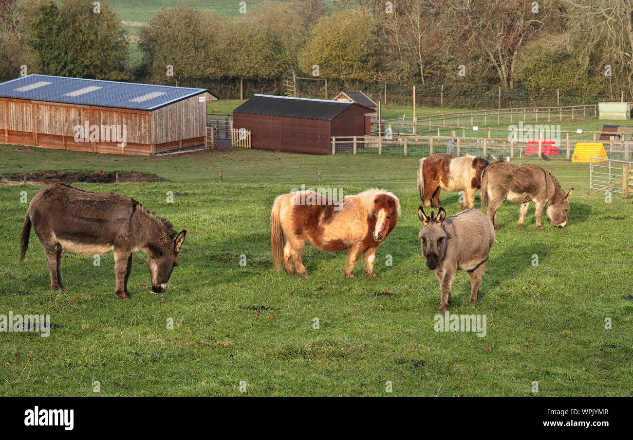 Eine Gruppe von Miniatur Esel und Shetland Ponys grasen in eine englische Wiese Stockfoto