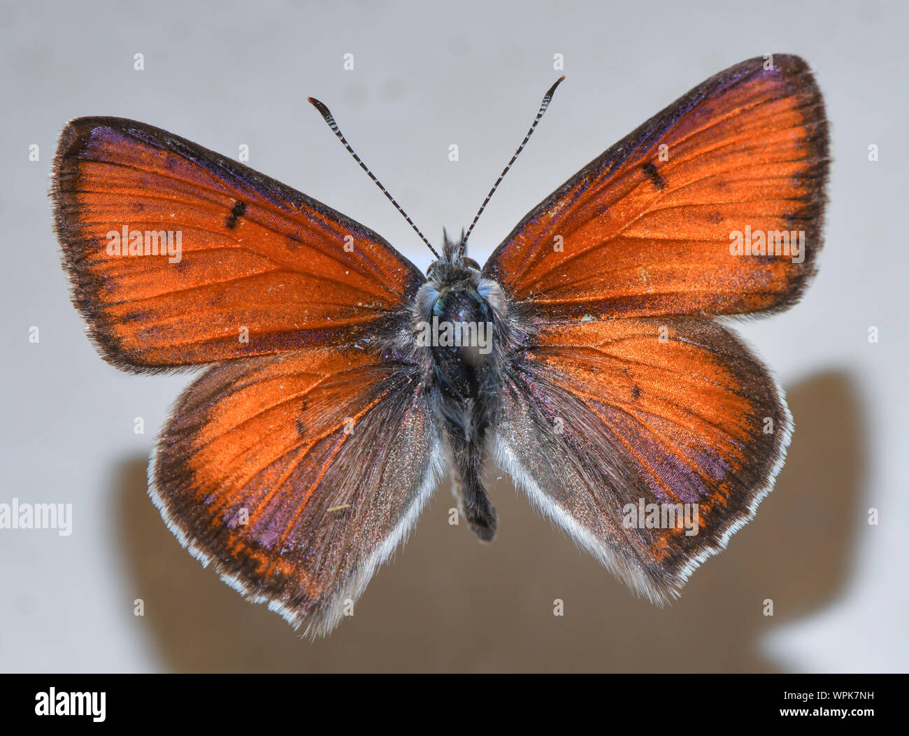 03 September 2019, Brandenburg, Müncheberg: eine Lilagold Feuer Schmetterling (Lycaena hippothoe) kann in eine Sammelbox am Senckenberg Deutschen Entomologischen Institut gesehen werden. Müncheberg ist die Heimat einer der größten Schätze der Deutschen Entomologie: mit genau 18 Grad und konstante Luftfeuchtigkeit, rund 3,1 Mio. sechsbeinige Exemplare Rest in Vitrinen. Einige von ihnen sind mehr als 100 Jahre alt, als die Sammlung wurde 1886 begonnen. Jetzt ist es digitalisiert. Foto: Patrick Pleul/dpa-Zentralbild/ZB Stockfoto