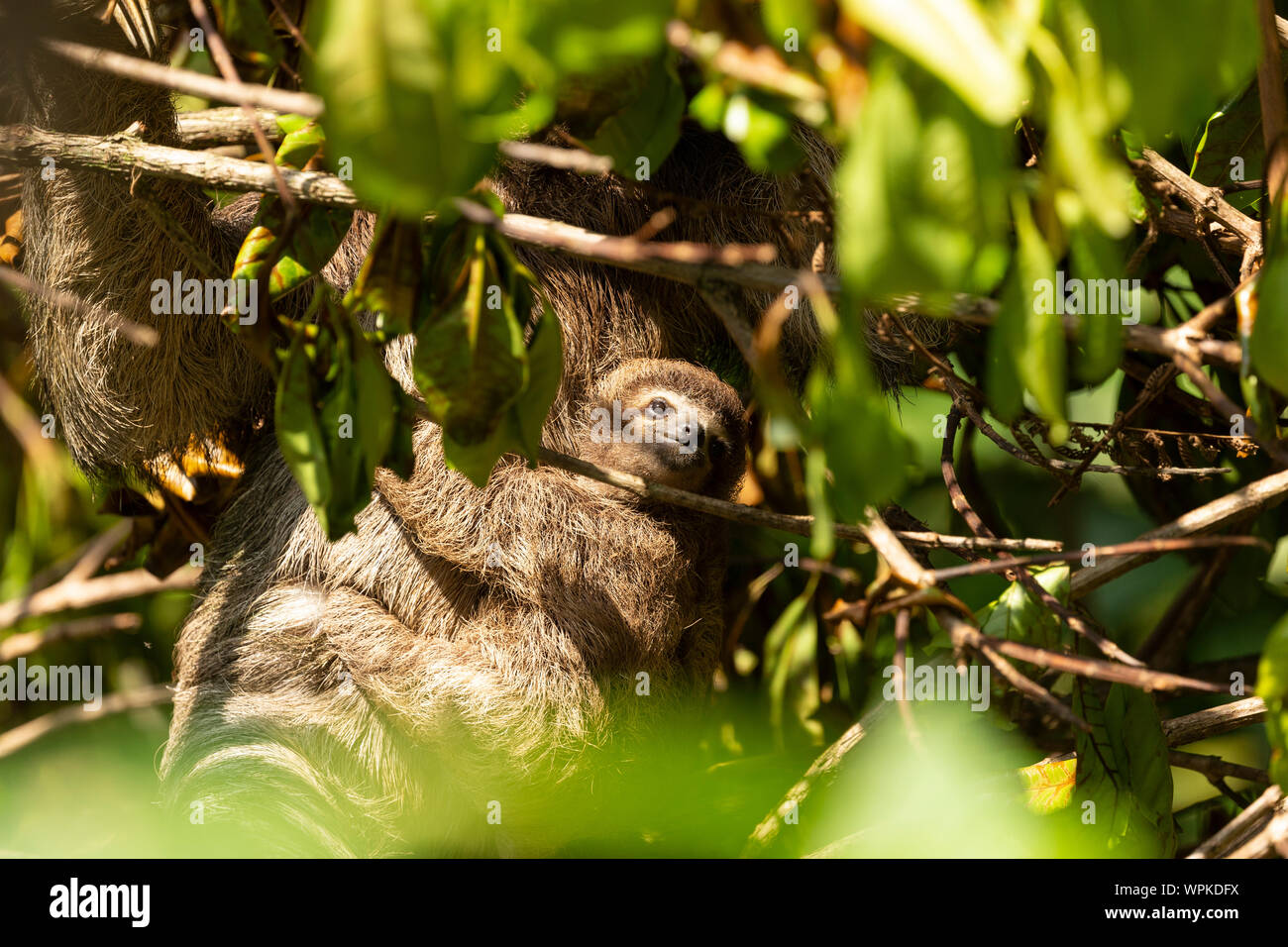 Drei toed Sloth mit jungen Baby Wild kostenlose Corcovado Nationalpark Costa Rica Mittelamerika Stockfoto