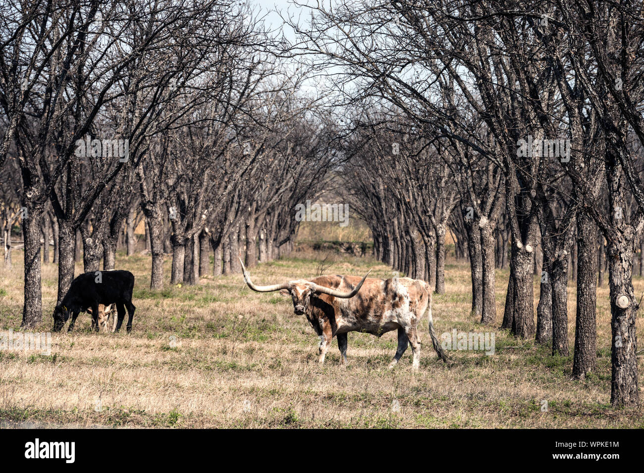 Longhorn Rinder weiden in der Hecke in ländlichen Kinney County, Texas Stockfoto