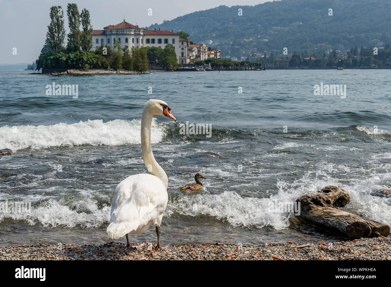 Super White Swan und kleine Ente, schwimmt auf dem Wasser des Lago Maggiore und die Isola Bella im Hintergrund, Stresa, Italien Stockfoto