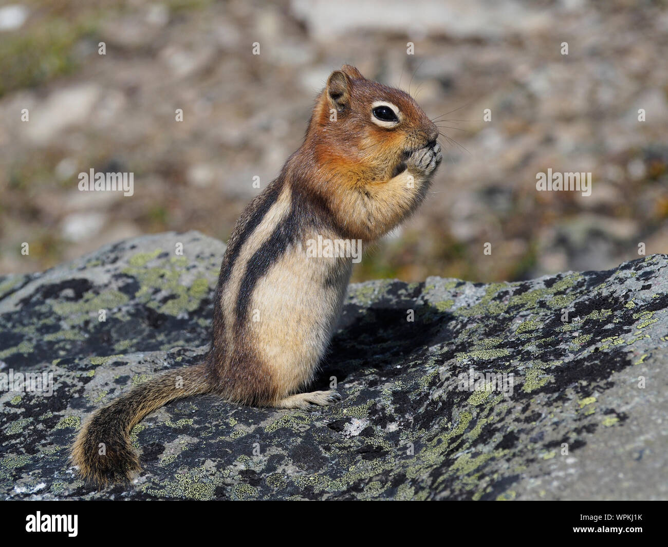 Gestreiftes Eichhörnchen Stockfotos und -bilder Kaufen - Alamy