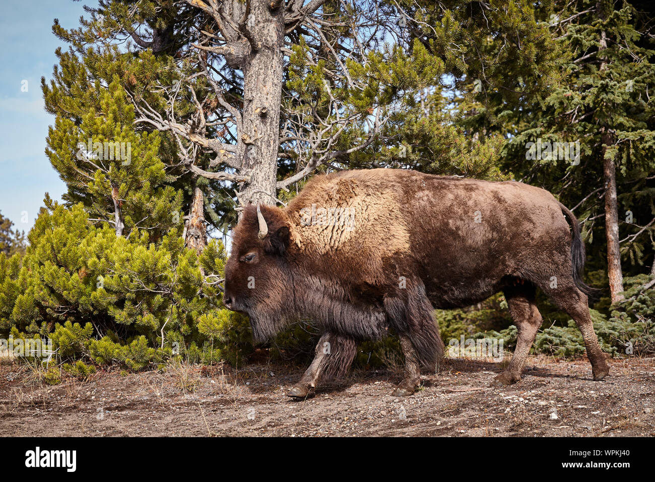 Bison Kuh (Bison bison) im Yellowstone National Park, Wyoming, USA. Stockfoto