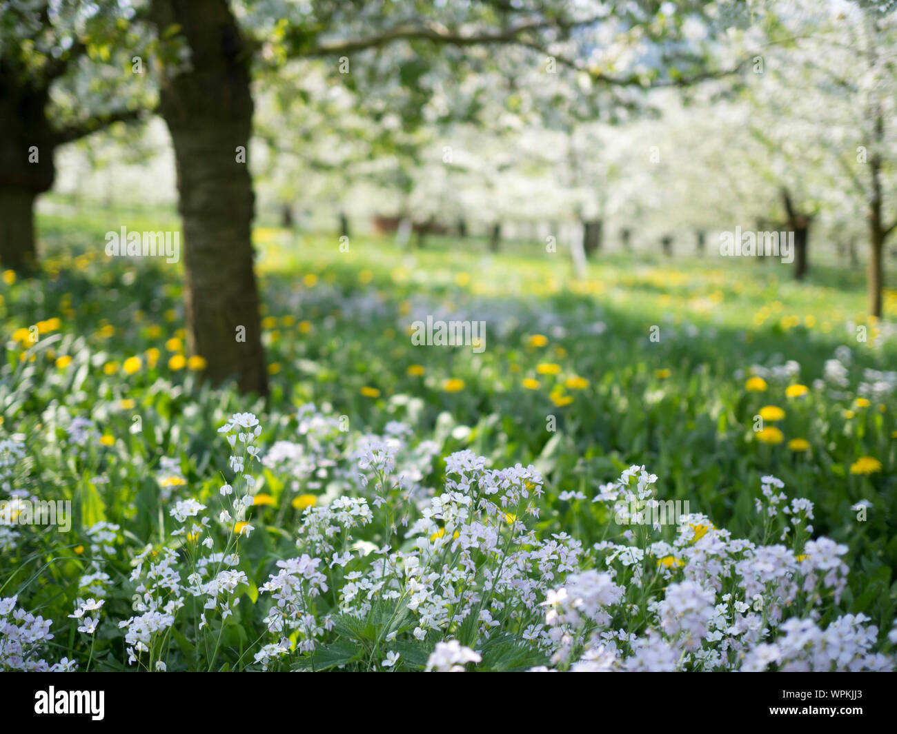 Blumenwiesen mit Kirschbäumen sind wichtig für die Erhaltung Stockfoto