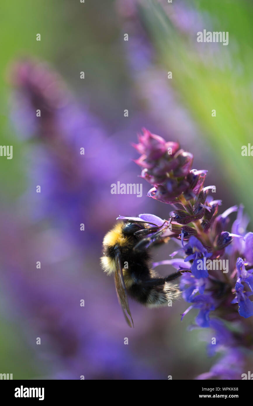 Hummel mit Schwanzflosse auf Blumen Stockfoto