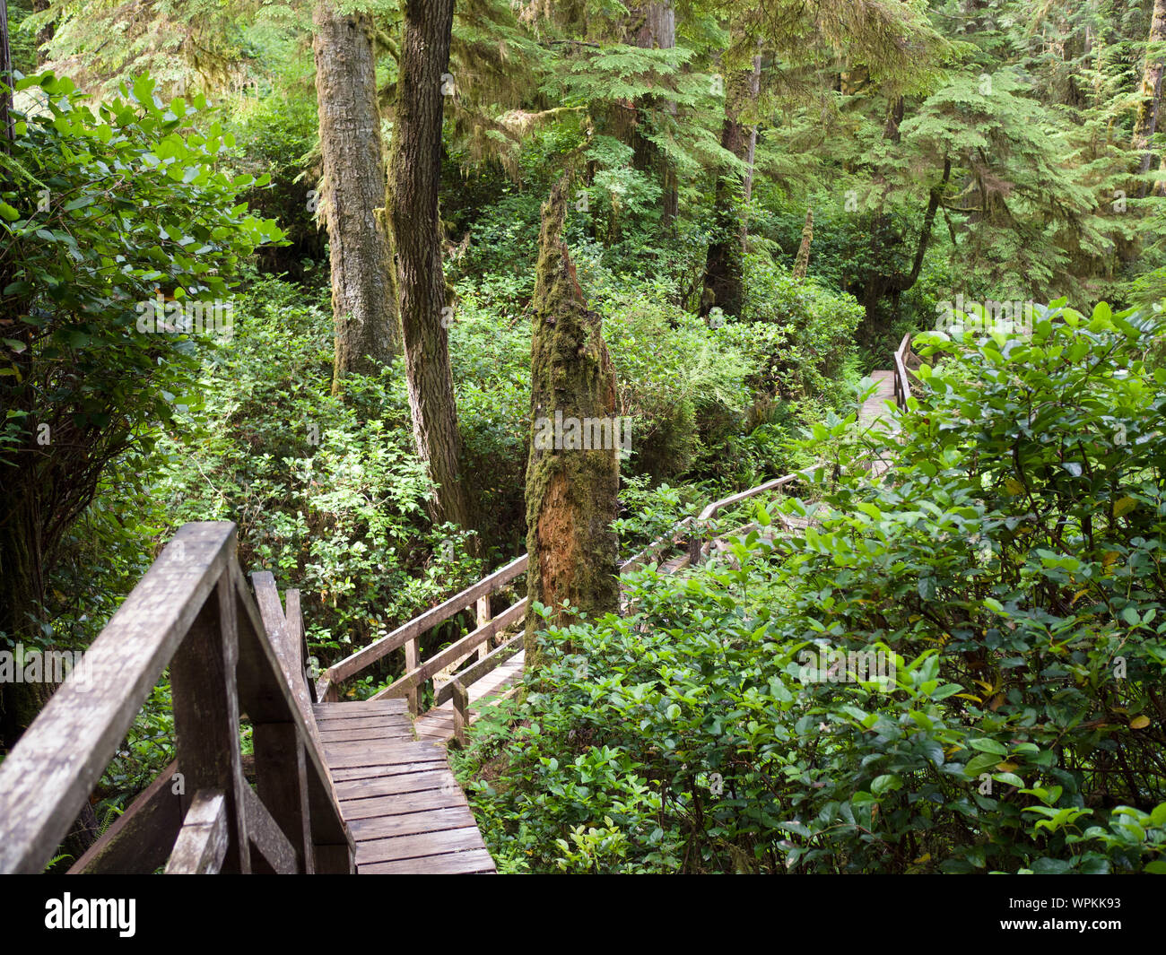 Gehweg in gemäßigten Regenwald im Pacific Rim National Park Stockfoto