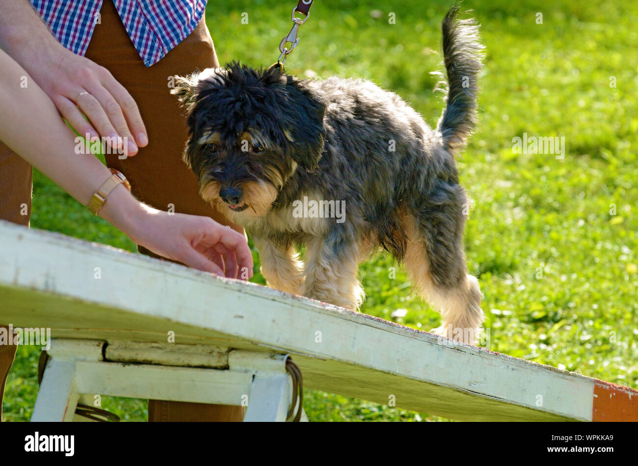 Hunde werden unterrichtet, Hindernisse zu überwinden. Lernen Sie die Befehle ihres Meisters zu erfüllen. Stockfoto