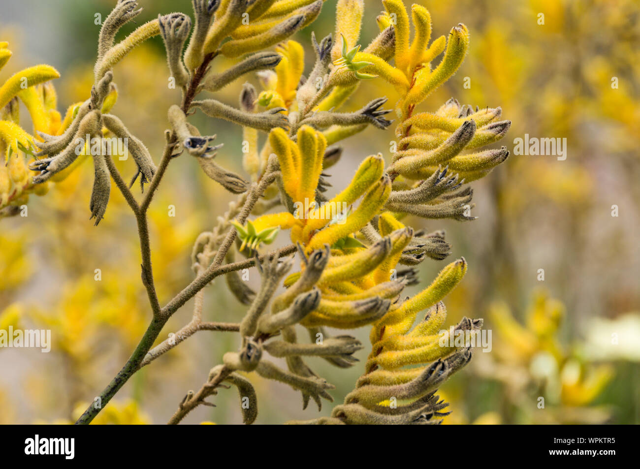 Ein Kangaroo paw in Blüte. Es ist eine Wüste Blume und ein Eingeborener von Western Australia. Es wird auch in vielen Staaten von Australien gefunden Stockfoto