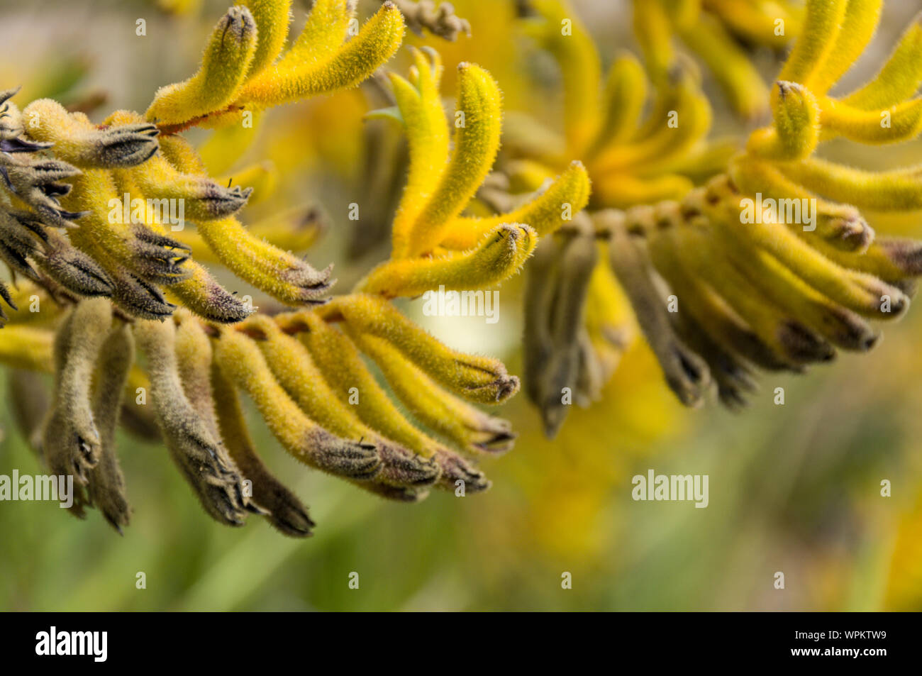 Ein Kangaroo paw in Blüte. Es ist eine Wüste Blume und ein Eingeborener von Western Australia. Es wird auch in vielen Staaten von Australien gefunden Stockfoto