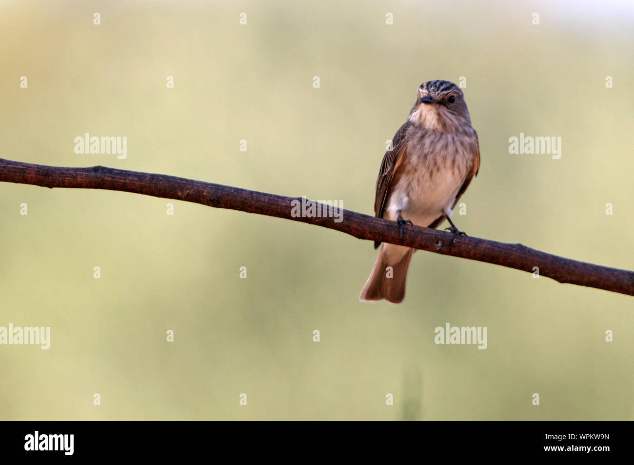 Muscicapa striata Stockfoto