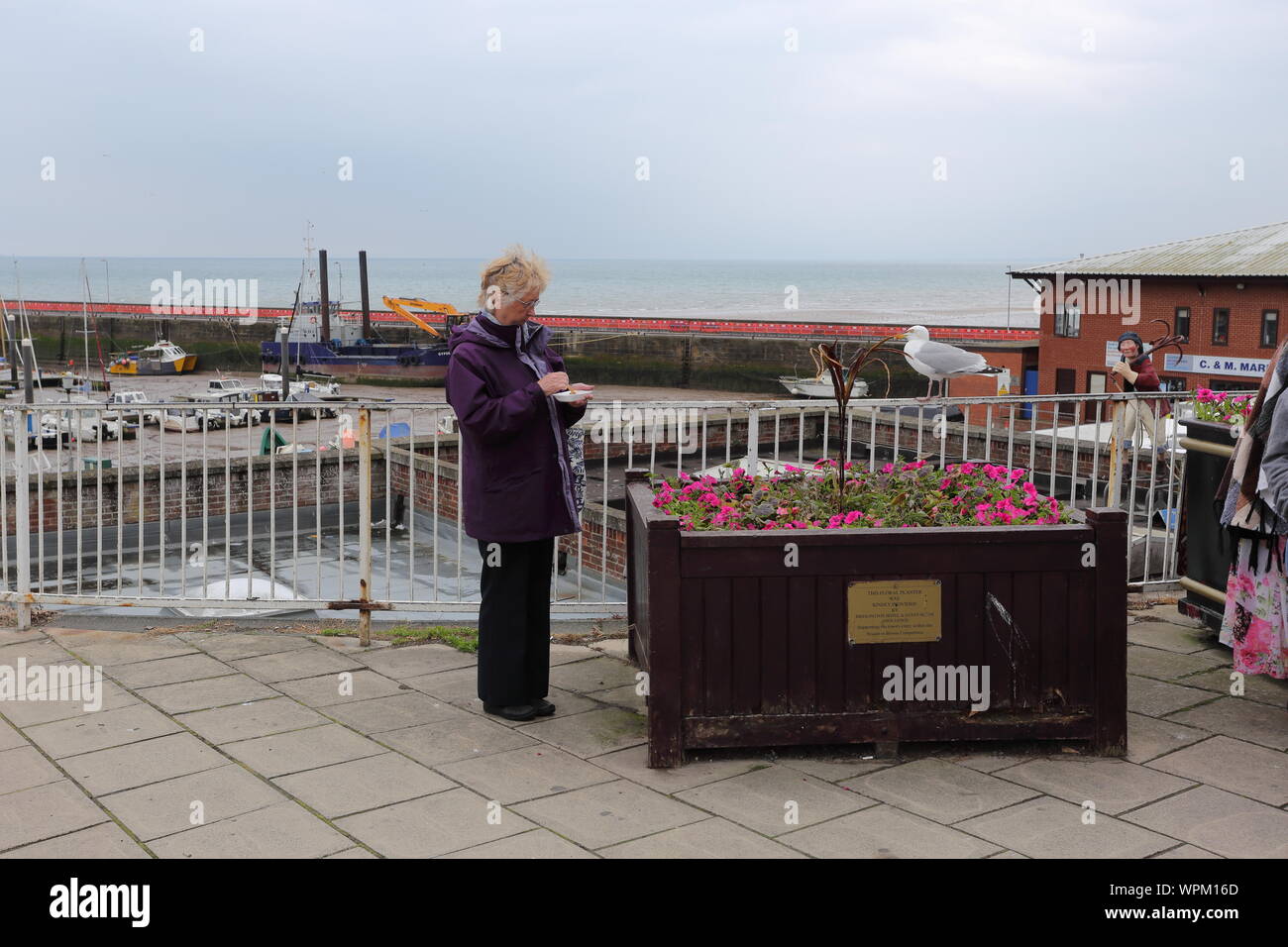 Seagull Meeresfrüchte meiner Frau eyeing in Bridlington Hafen Stockfoto