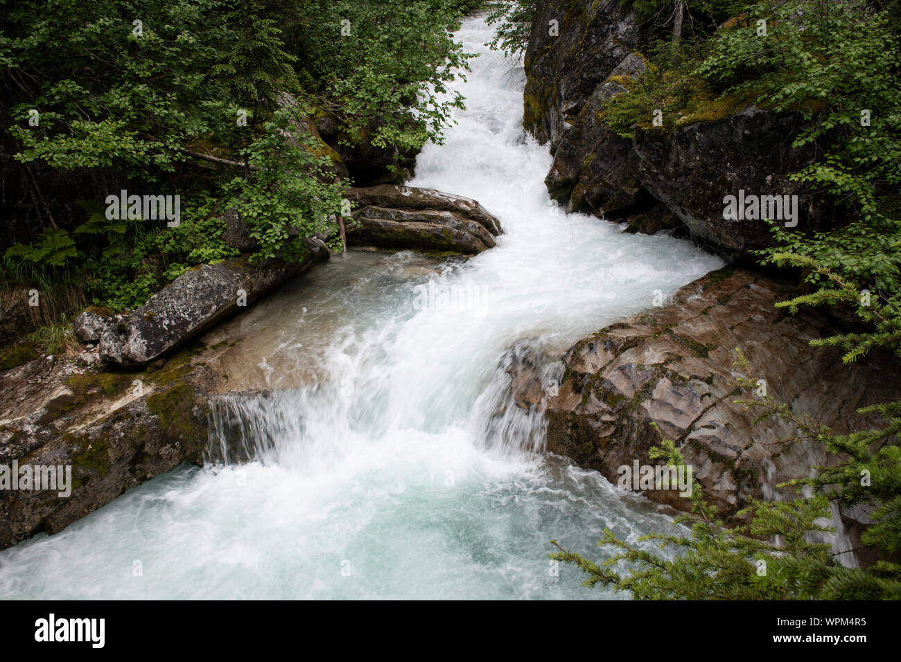 Schöne Stream auf dem großen Gletscher Trail, im Glacier National Park, British Columbia. Stockfoto