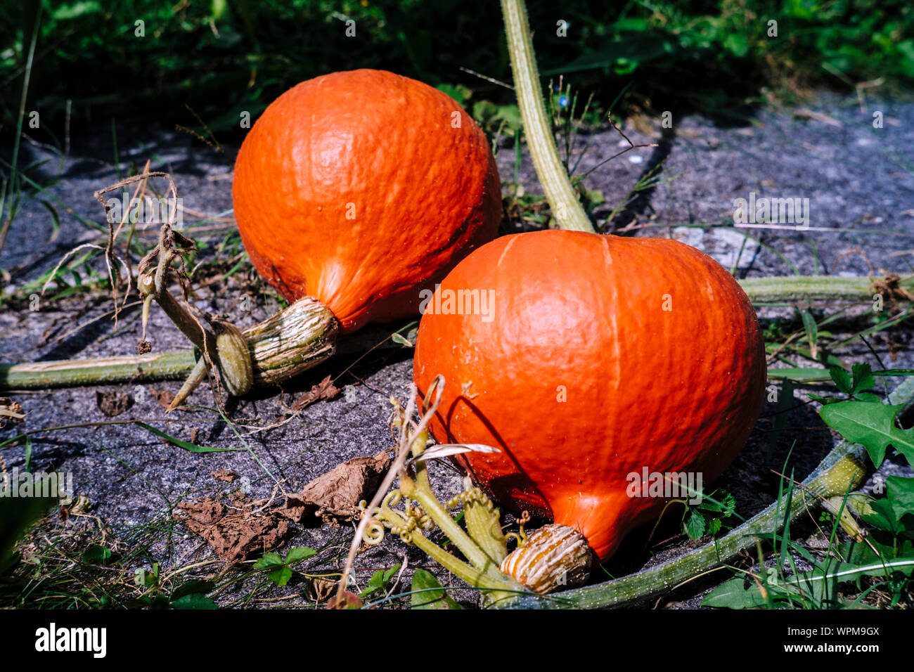 Red kuri Squash rechts vor der Ernte Stockfoto