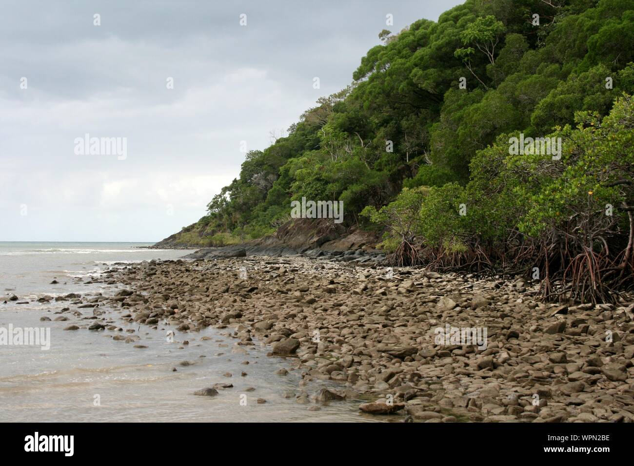 Mangrove Beach in Bloomfield Track im Norden von Queensland, Daintree Regenwald, Cape Tribulation, Australien Stockfoto