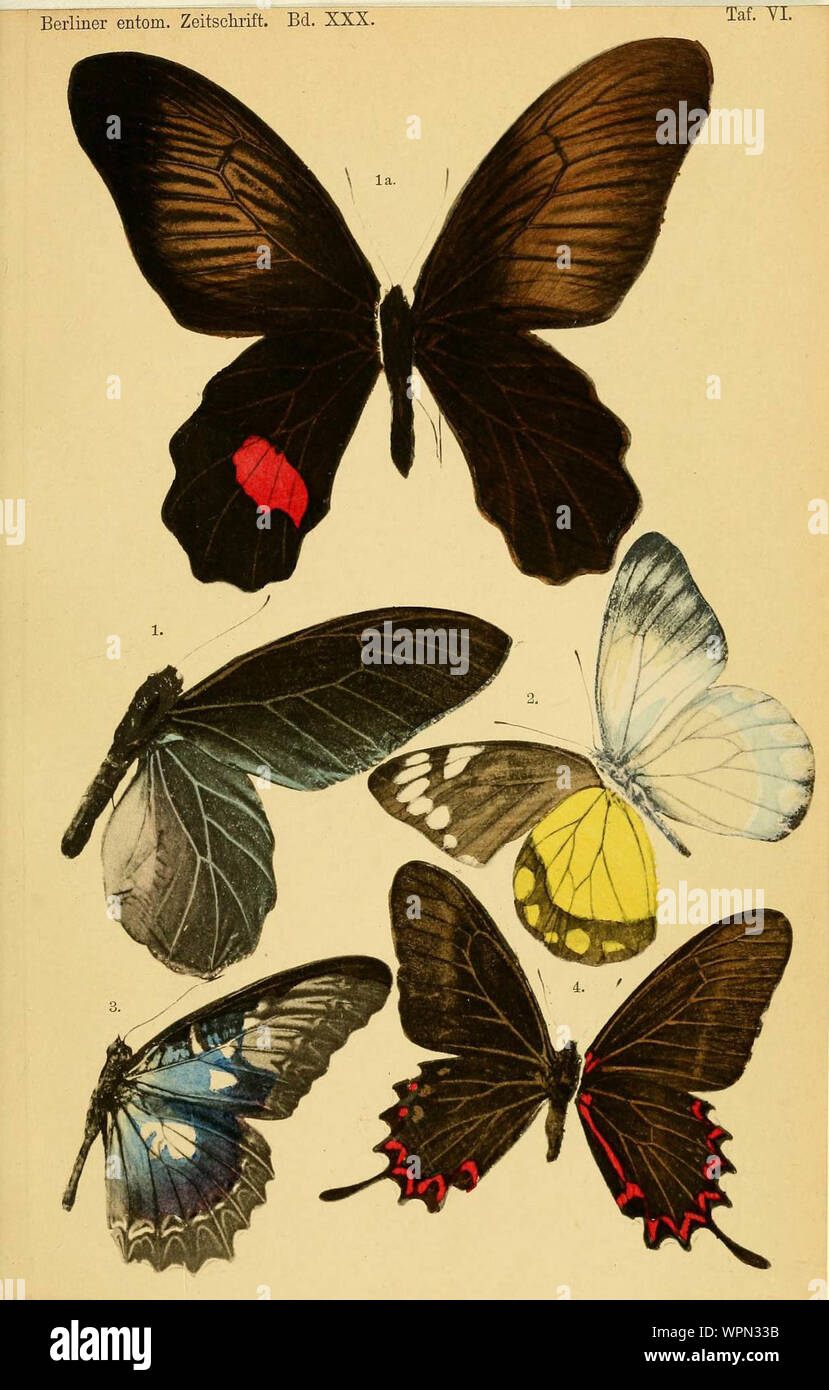 Berliner Entomologische Zeitschrift 1886 Taf 6 1887? Abb. 1 Papilio kuhni Mann = Atrophaneura kuehni (Staudinger, 1886). 1 Ein Papilio kuhni kuhni weiblichen Delias Honrath, 1886 Abb. 3 Cethosia myrina var. ribbei = C. m. ribbei Honrath, 1887 Abb. 4 Papilio pomponius Hoppfer=Mimoides lysithous eupatorion (Lucas, [1859]) Stockfoto