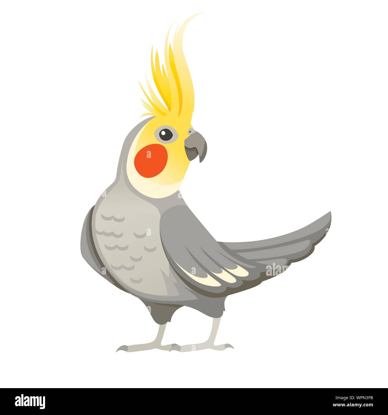 Nach Papagei der normalen grauen Nymphensittich (Nymphicus hollandicus, corella) Cartoon Vogel design Flachbild Vector Illustration auf weißem Hintergrund. Stock Vektor