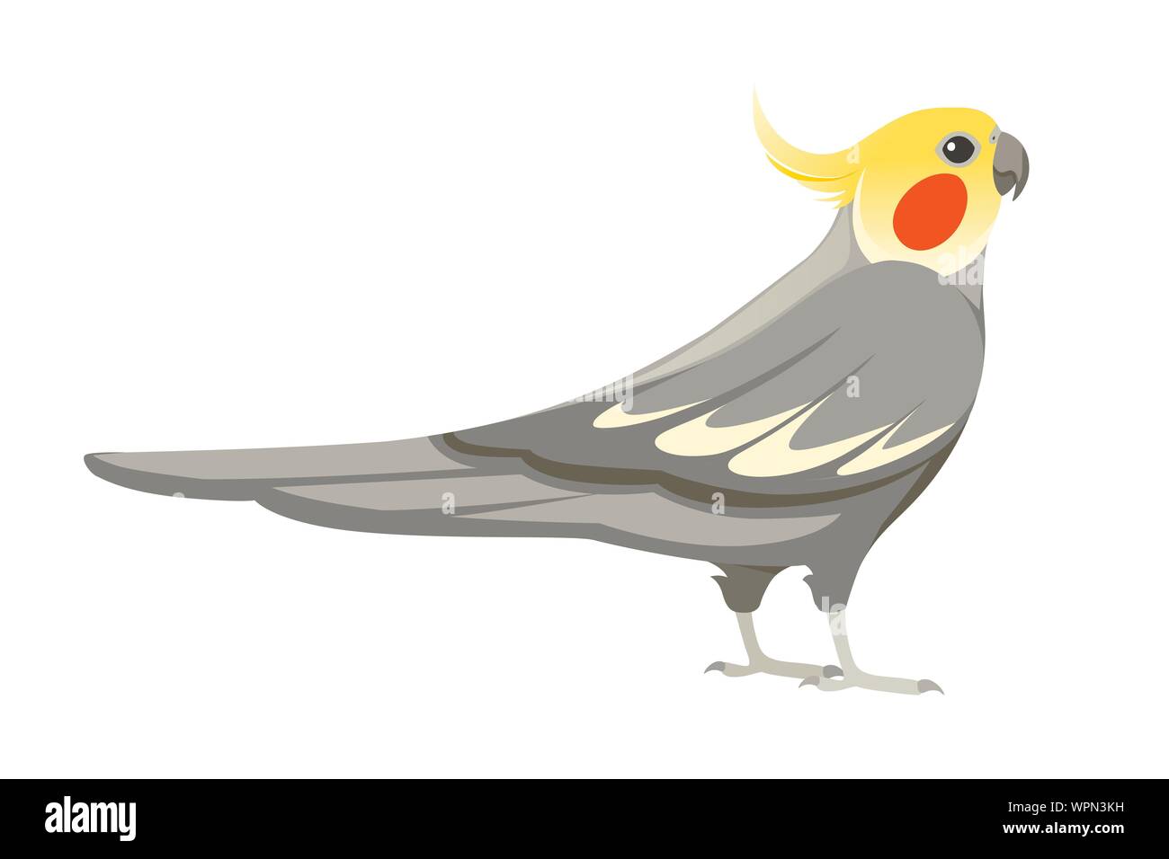 Nach Papagei der normalen grauen Nymphensittich (Nymphicus hollandicus, corella) Cartoon Vogel design Flachbild Vector Illustration auf weißem Hintergrund. Stock Vektor