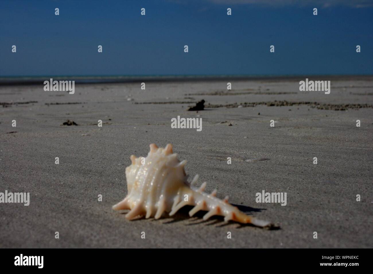 Wunderschönes am Eighty Mile Beach, Western Australia Stockfoto