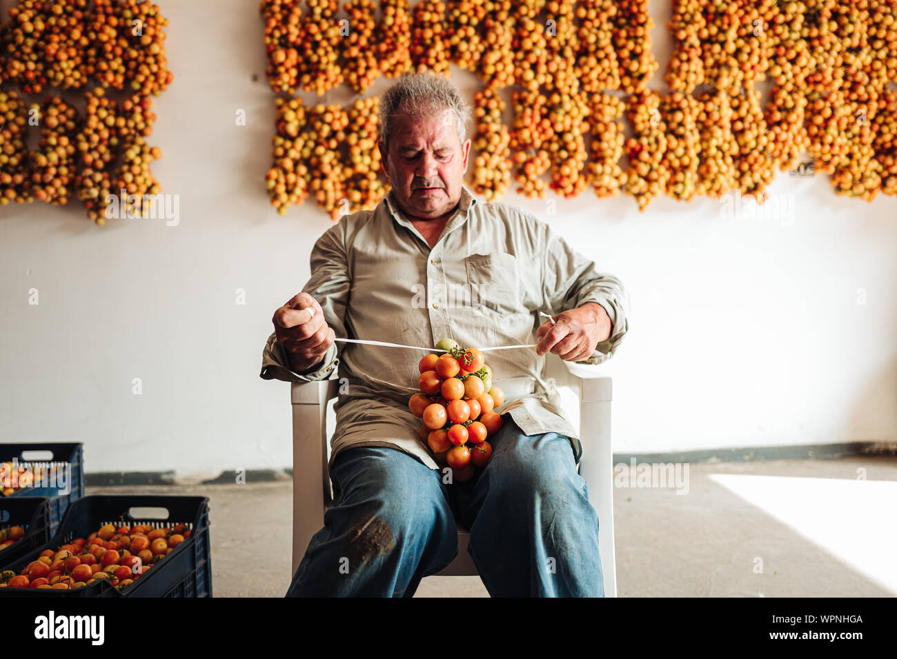 Apulien/ITALIEN - AUGUST 2019: Die alte Tradition der hängenden Kirschtomaten auf der Wand sie für wintrr Zeit im Süden Italiens zu erhalten Stockfoto