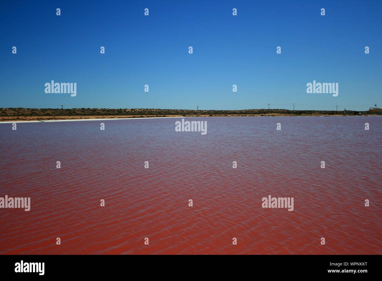 Hutt Lagoon, Rosa See, Gregory, Kalbarri, Westküste, Western Australia Stockfoto