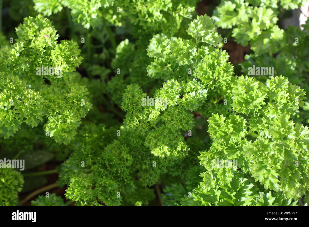 Frische grüne Petersilie wächst im Garten. Stockfoto