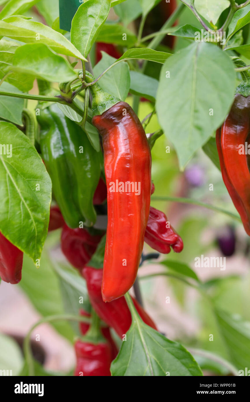 Capsicum annuum - Paprika 'Frigitello' Stockfoto