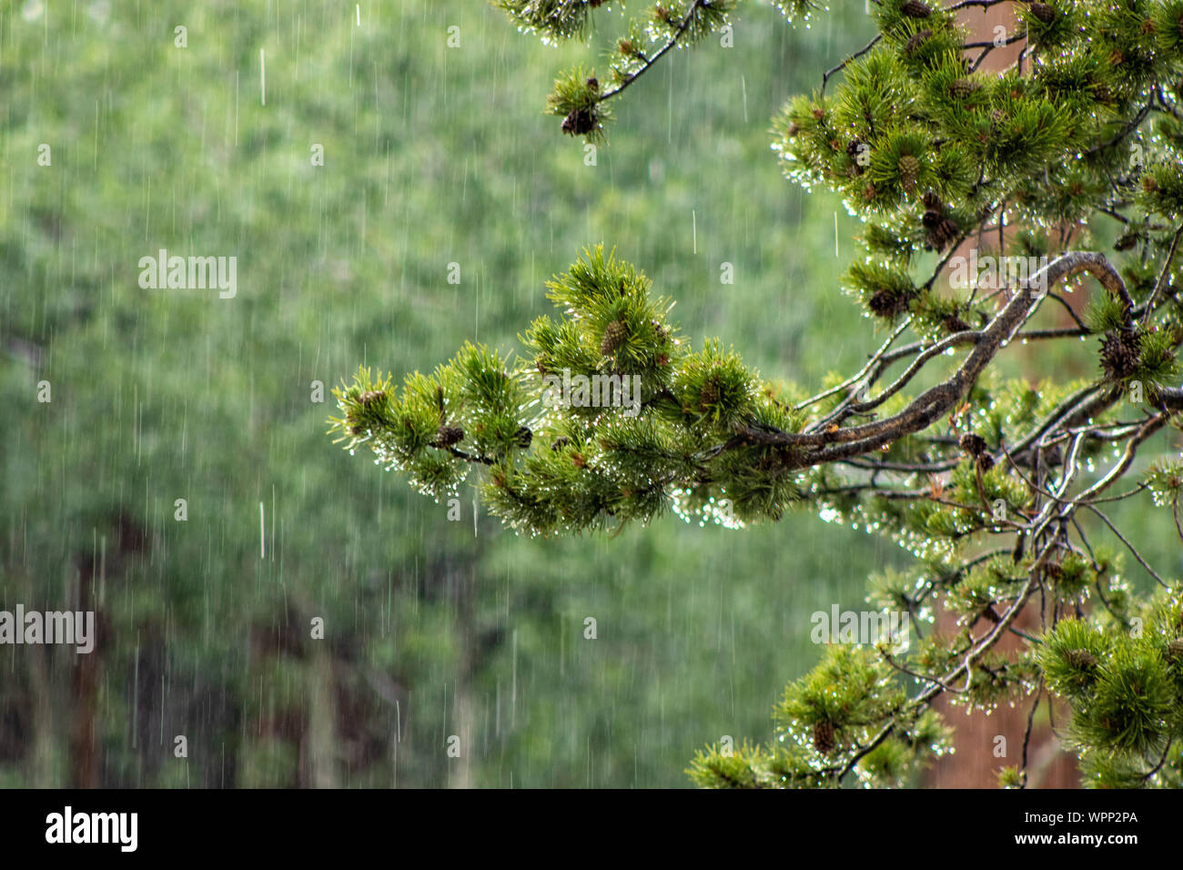 Ordentlich alter Baum in Colorado Stockfoto