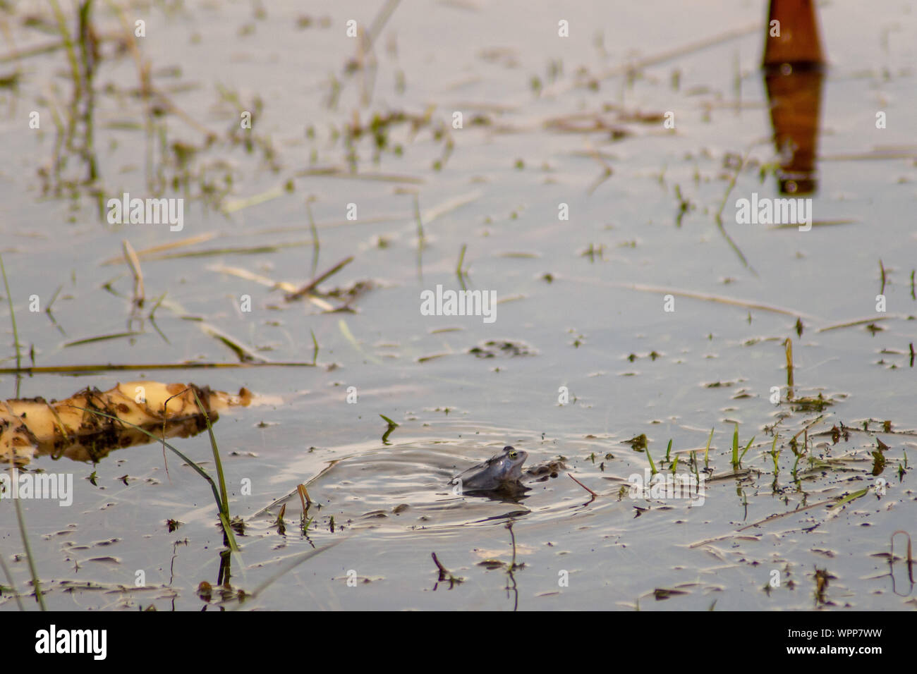Der Frosch schwimmt in einem durcheinandergeworfen, verschmutzte See. Umweltschutz Stockfoto