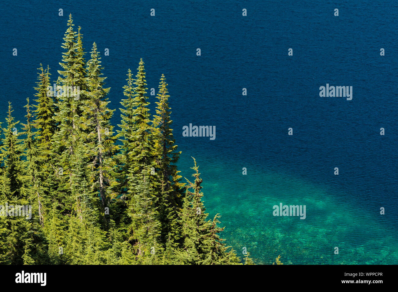 Tannen und Berg Hemlocks am Ufer des Schnee See, entlang Snow Lake Trail in die alpinen Seen Wüste, Mt. Baker Snoqualmie National Fo Stockfoto