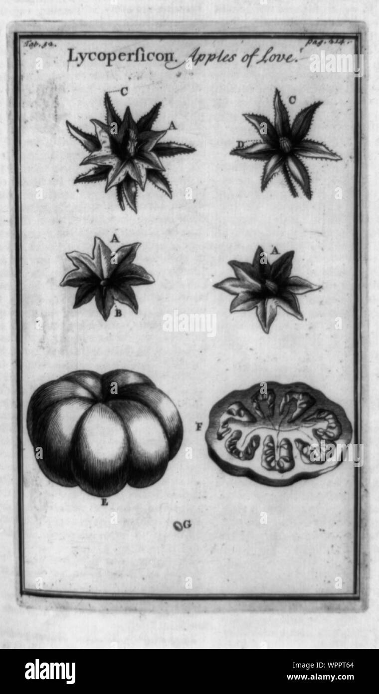 Lycopersicon, Äpfel der Liebe Stockfoto