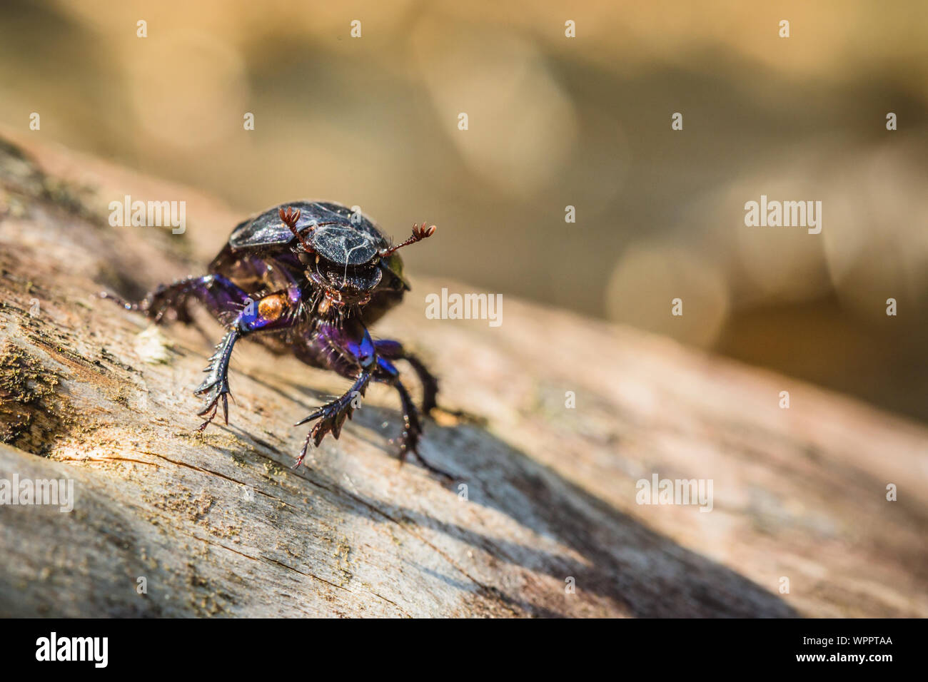 Gesicht portrait von schwarzer Mistkäfer mit Antennen, blaue Beine und weißes Spinnennetz auf dem Kopf stehend auf ein Stück trockenes Holz. Sommertag. Stockfoto