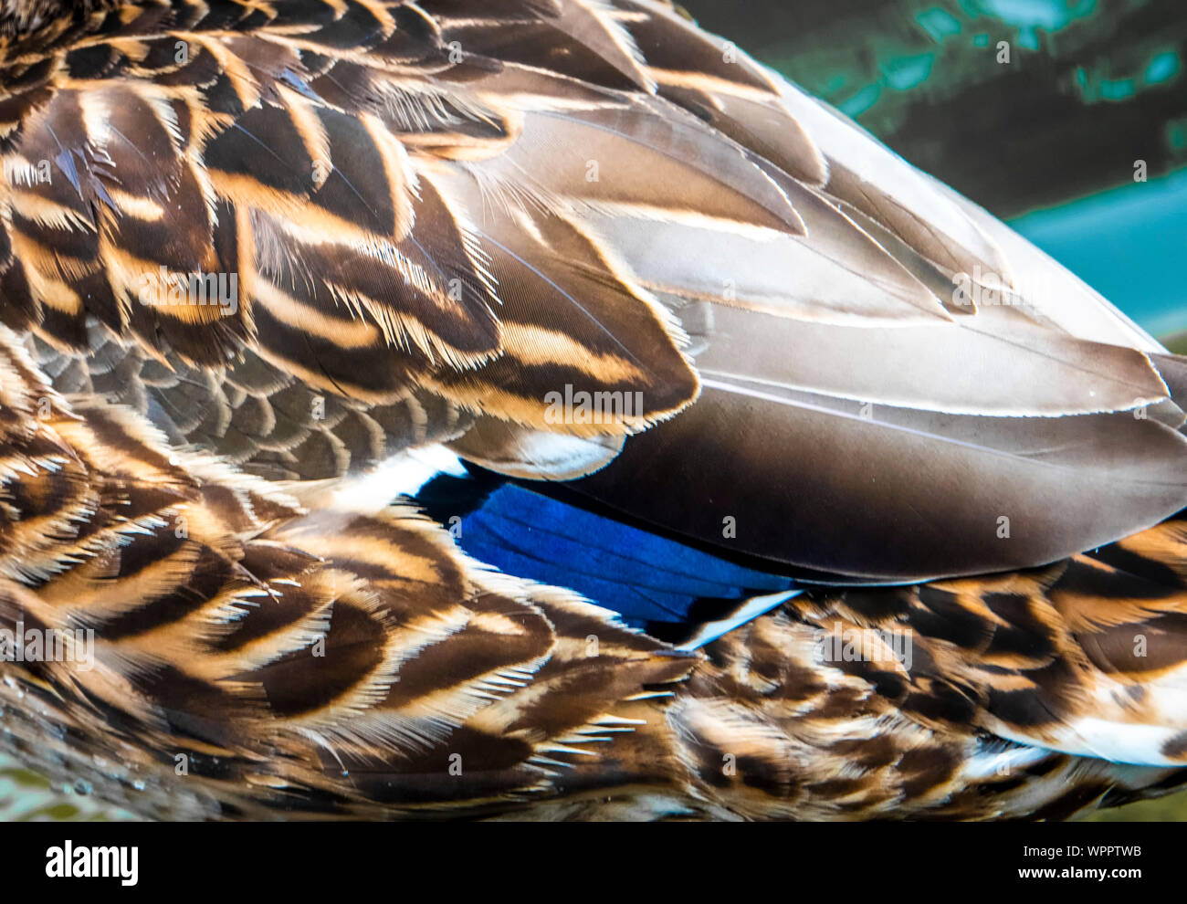 Kunst in der Natur Stockfoto