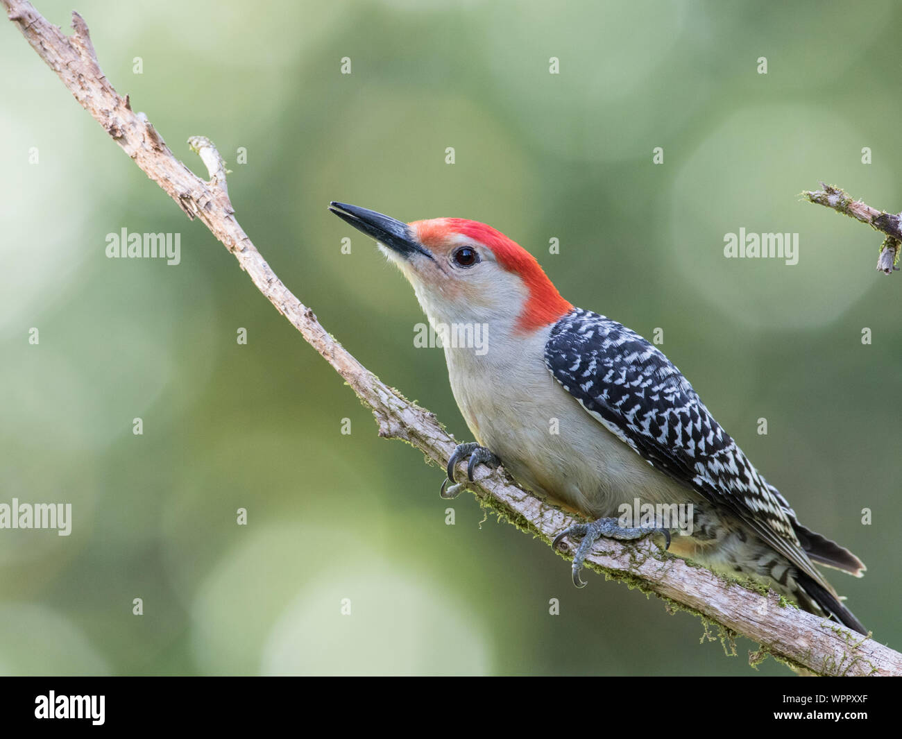 Nahaufnahme einer Red-bellied Woodpecker, Melanerpes carolinus. Stockfoto