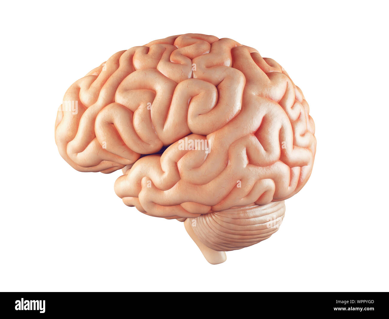 Realistische 3D-Darstellung des menschlichen Gehirns Vorderansicht isoliert auf weißem Stockfoto
