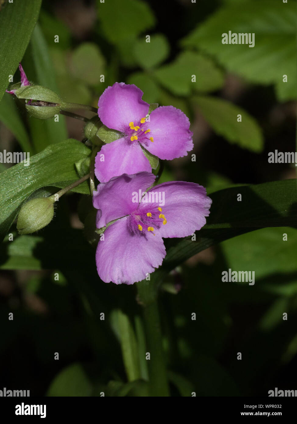 Nahaufnahme eines Virginia spiderwort, Tradescantia virginiana, Blume. Stockfoto