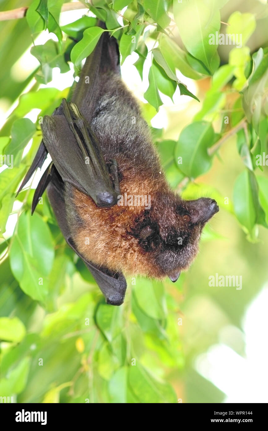 Bat hängen vom Baum bei Tageslicht. Grüner Hintergrund. Halloween, bat, isoliert, Tier, schwarz, Fliegen, Vector, Nacht, Vampire, Spooky, Hintergrund, Stockfoto
