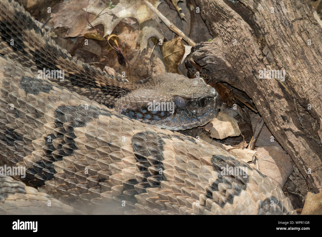 Nahaufnahme eines reifen Holz Klapperschlange, Crotalus horridus, gerade vor Shedding seine Haut. Stockfoto