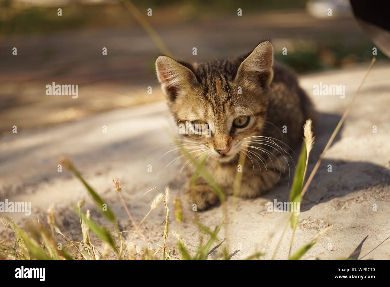 Tabby kitten Portrait im Sommer Tag im Freien. Stockfoto