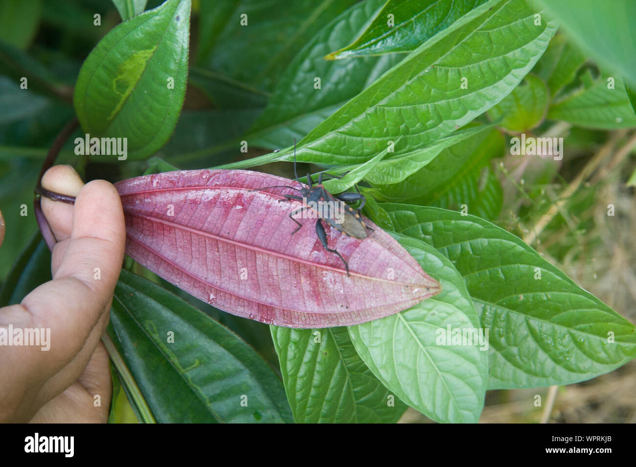 Parque Nacional Ynanchaga Chemillen in Oxapampa, Peru Stockfoto